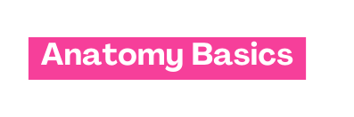 Anatomy Basics